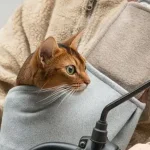 giữ mèo an toàn khi đi xe máy bằng túi vận chuyển