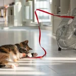 chăm sóc mèo khi trời nóng, mèo nằm dưới quạt trong nhà để hạ nhiệt khi trời nóng