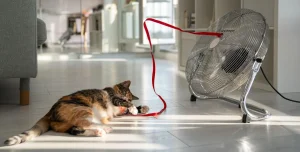 chăm sóc mèo khi trời nóng, mèo nằm dưới quạt trong nhà để hạ nhiệt khi trời nóng