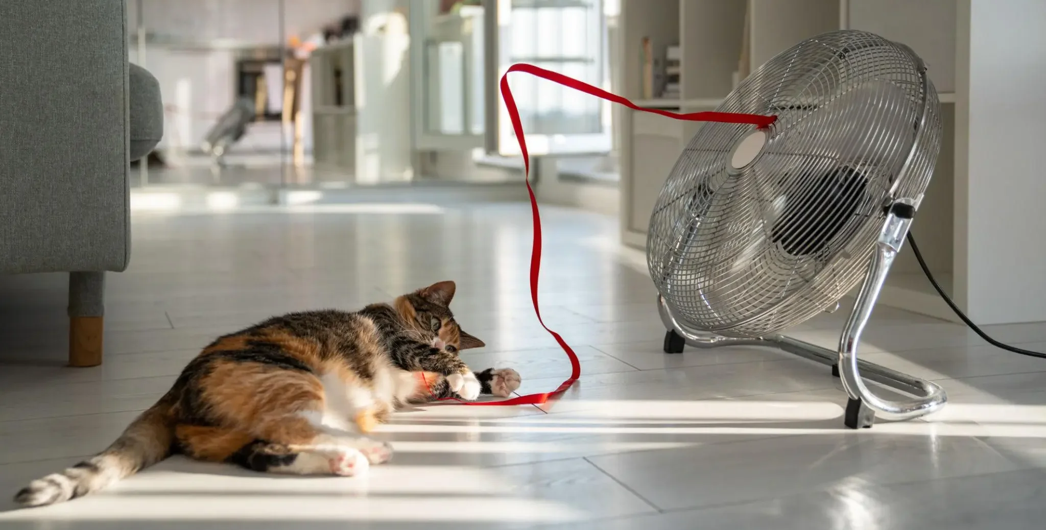 chăm sóc mèo khi trời nóng, mèo nằm dưới quạt trong nhà để hạ nhiệt khi trời nóng