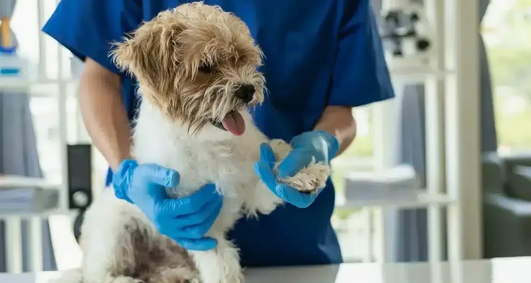 kiểm tra sức khỏe khi chăm sóc chó nhặt ngoài đường