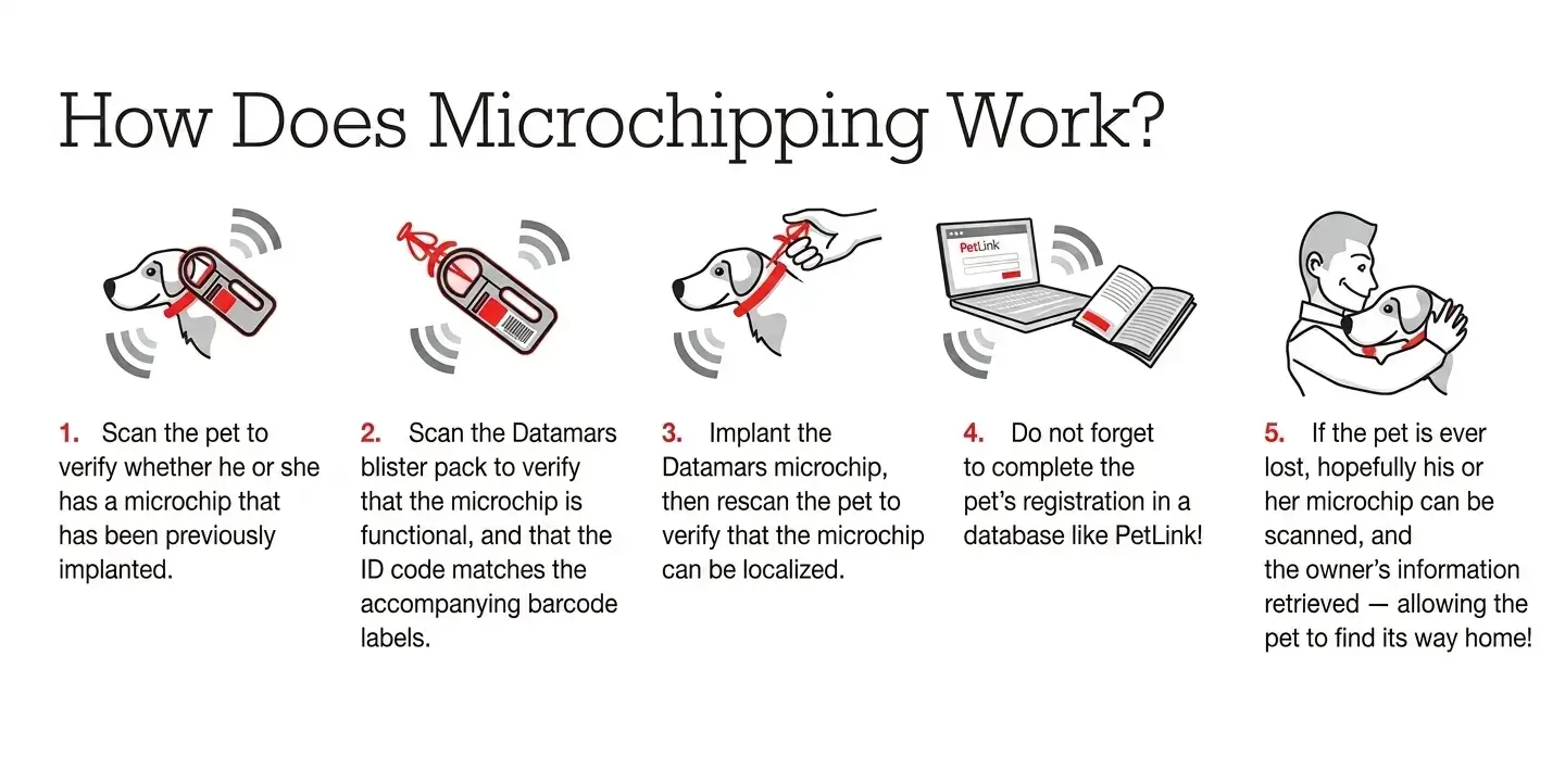 Quy trình định danh thú cưng bằng thẻ gắn chip từ quét kiểm tra, cấy chip đến đăng ký thông tin và tìm lại thú cưng khi bị thất lạc