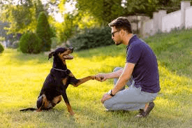 Huấn luyện thói quen cho chó  dễ dàng