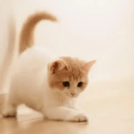 nuôi mèo quấn chủ