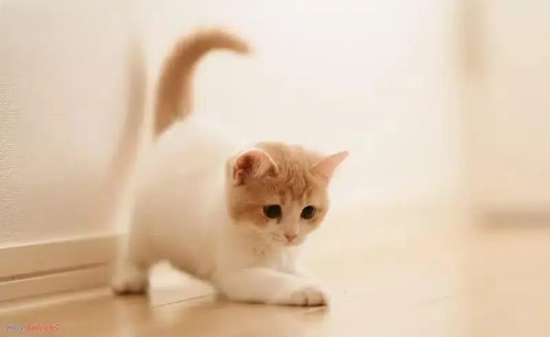 nuôi mèo quấn chủ