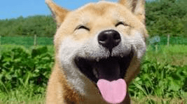 chú chó hạnh phúc