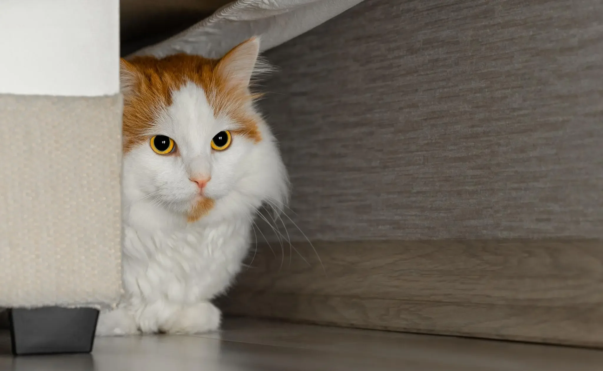 mèo có cảm nhận được nguy hiểm trước con người không qua hành vi ẩn nấp