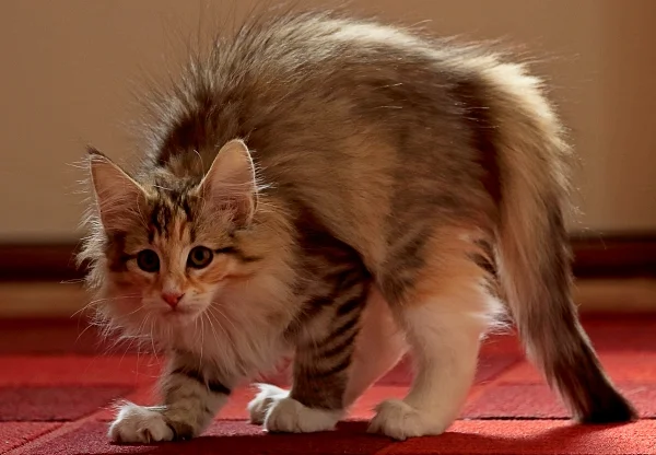 mèo có cảm nhận được nguy hiểm trước con người qua hành vi dựng lông