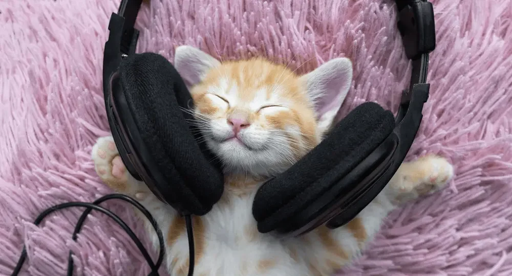 Mèo con thư giãn khi nghe nhạc với tai nghe, tạo cảm giác dễ chịu và yên tĩnh cho thú cưng trong không gian tại nhà.