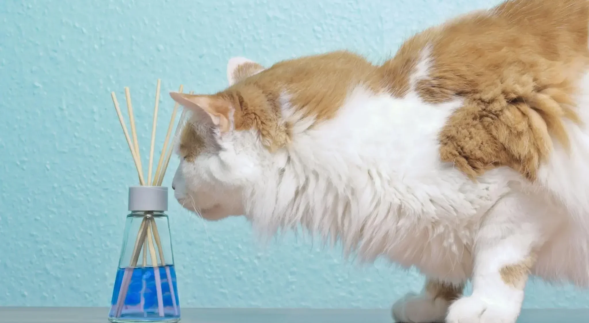 mèo có thể phát hiện nguy hiểm bằng khứu giác khi ngửi mùi lạ