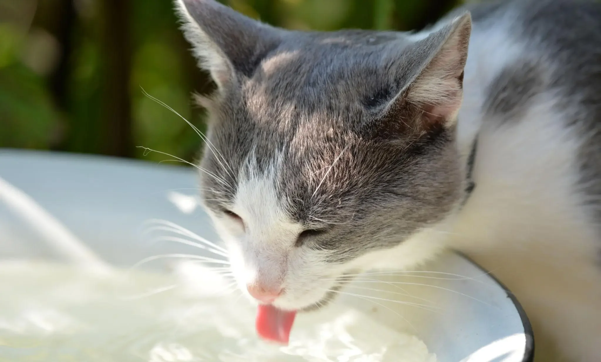 mèo uống nước giúp hạ nhiệt khi trời nóng