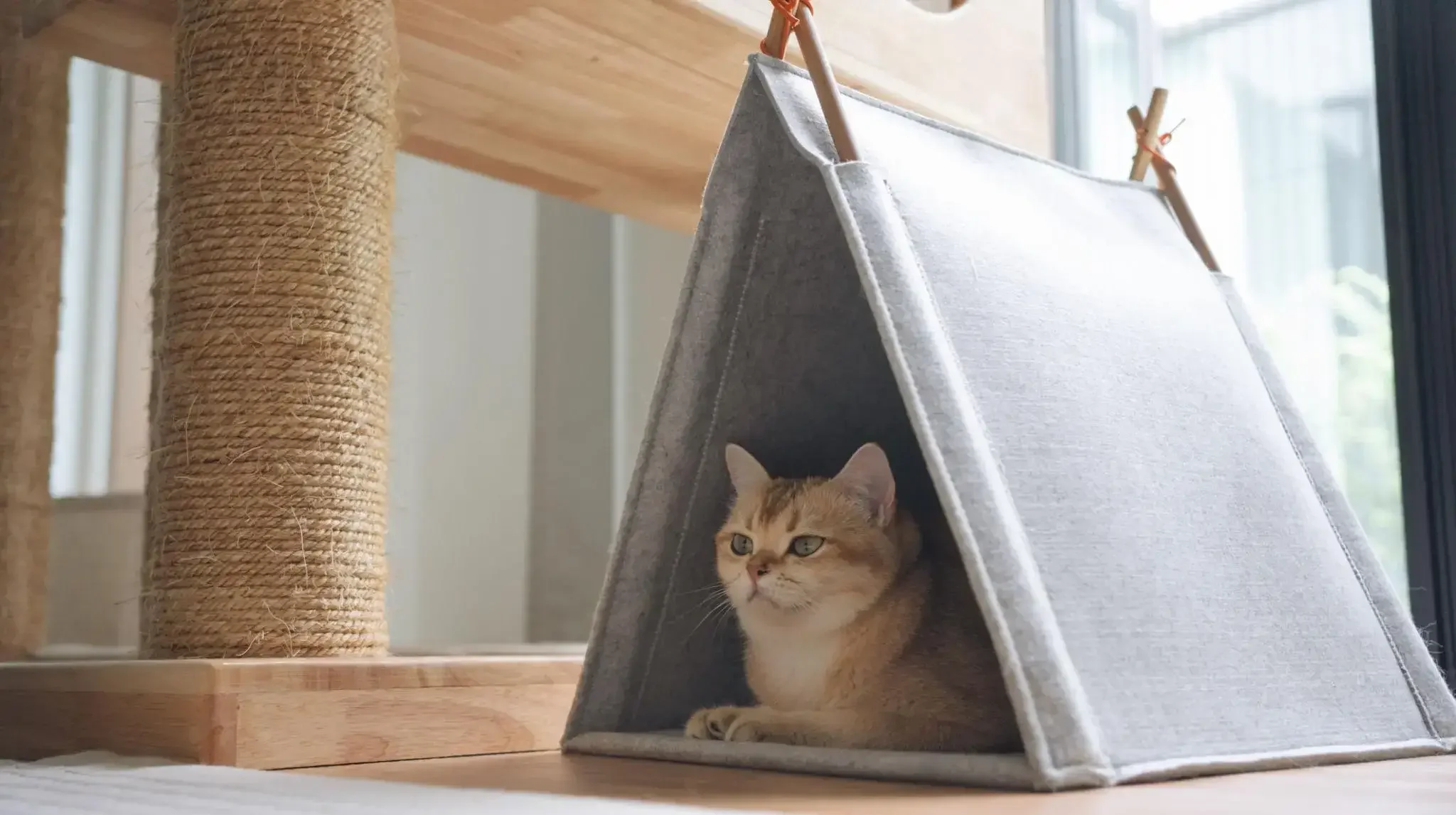 Mèo nghỉ ngơi trong không gian riêng của nhà thông minh cho thú cưng giúp chăm sóc thú cưng hiệu quả hơn