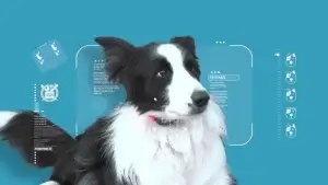 Hình ảnh AI nhận diện thú cưng bằng công nghệ phân tích khuôn mặt chó giúp xác định danh tính thú cưng chính xác