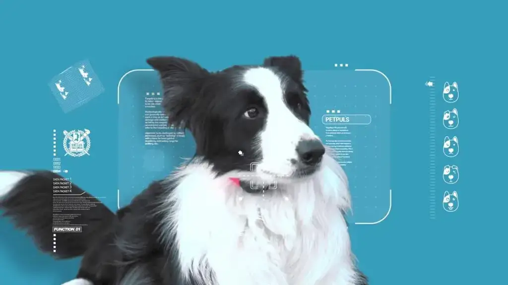 Hình ảnh AI nhận diện thú cưng bằng công nghệ phân tích khuôn mặt chó giúp xác định danh tính thú cưng chính xác