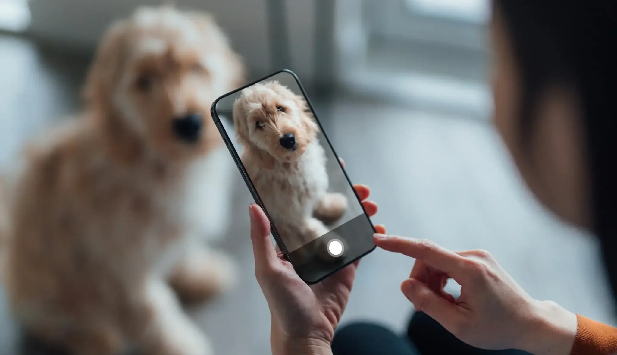 Người dùng chụp ảnh thú cưng bằng điện thoại để AI nhận diện thú cưng qua hình ảnh