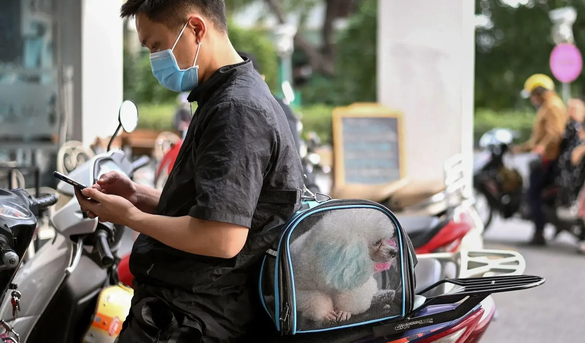 Người Việt chở thú cưng bằng xe máy thể hiện cách nuôi thú cưng ở Việt Nam trong đời sống hằng ngày