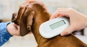 Hình ảnh cấy microchip cho thú cưng tại phòng khám thú y giúp định danh và bảo vệ chó mèo khi bị thất lạc