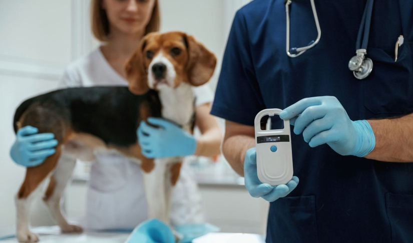 Bác sĩ thú y sử dụng thiết bị hỗ trợ phát hiện bệnh ở thú cưng bằng AI trong quá trình kiểm tra sức khỏe