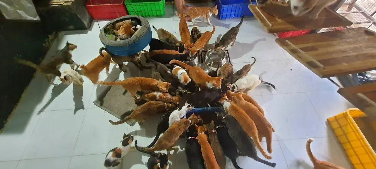 Trạm cứu hộ chó mèo với nhiều thú cưng được chăm sóc và bảo vệ