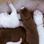 chó con uống sữa trong quá trình nuôi chó con