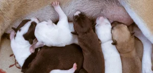 chó con uống sữa trong quá trình nuôi chó con