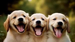 3 chú cún vui vẻ