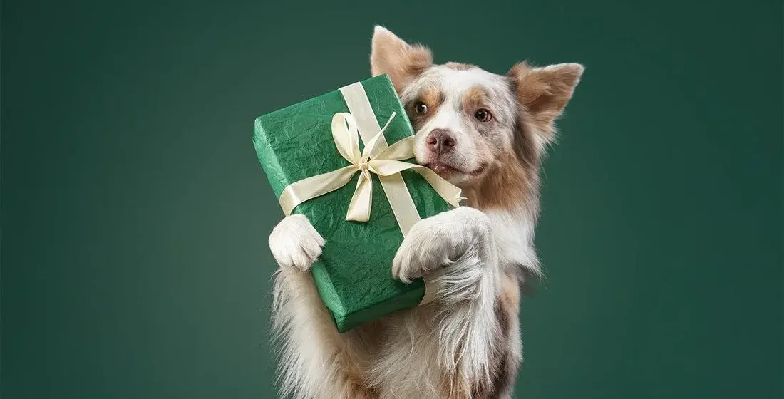 Thú cưng nhận quà trong buổi tổ chức sinh nhật với không gian đơn giản, giúp chó mèo cảm thấy vui vẻ và được quan tâm.