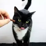 Chú mèo đen trắng đang liếm môi khi được thưởng bánh, minh họa cho cách cho mèo uống thuốc nhẹ nhàng và tích cực.