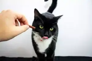 Chú mèo đen trắng đang liếm môi khi được thưởng bánh, minh họa cho cách cho mèo uống thuốc nhẹ nhàng và tích cực.