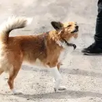 chó có cảm nhận được người xấu, chó cảnh giác