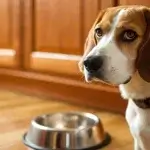 chó không chịu ăn đứng cạnh bát thức ăn trong quá trình nuôi chó