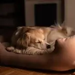 giúp chó ngủ đúng giờ với không gian ngủ thoải mái trong quá trình nuôi chó