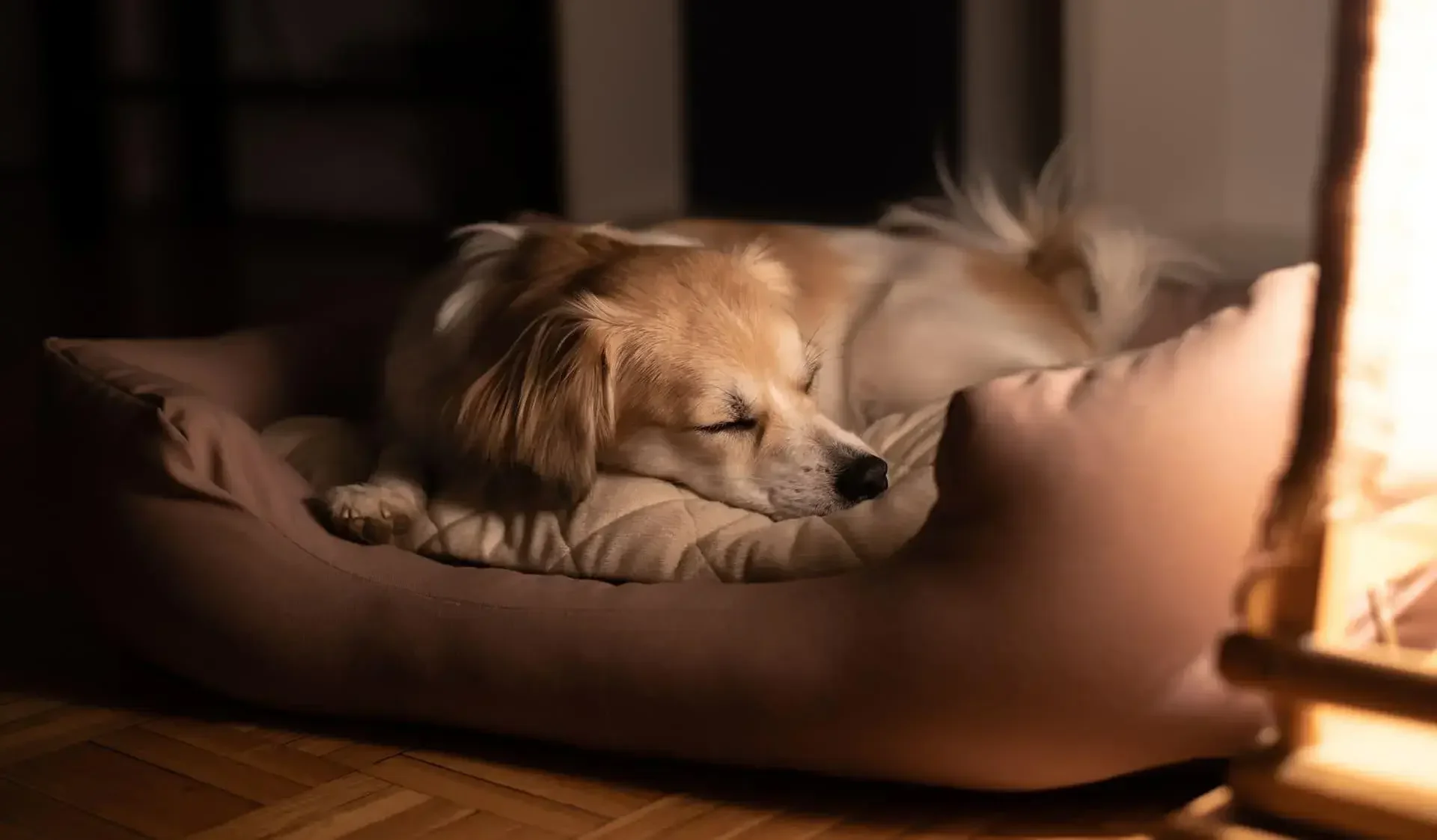 giúp chó ngủ đúng giờ với không gian ngủ thoải mái trong quá trình nuôi chó