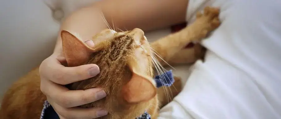 hành vi của mèo thích được vuốt ve và gẫn gũi chủ