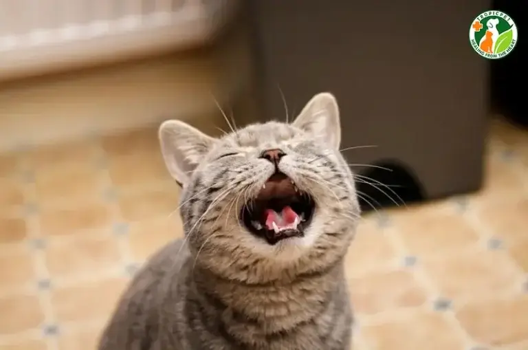 mèo kêu liên tục