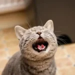 mèo kêu liên tục