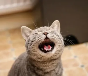 mèo kêu liên tục