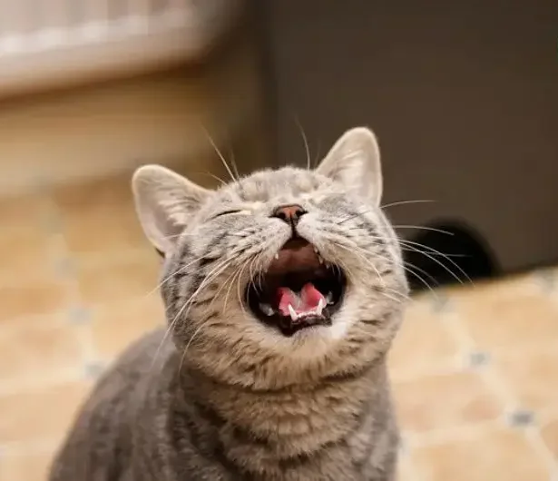 mèo kêu liên tục