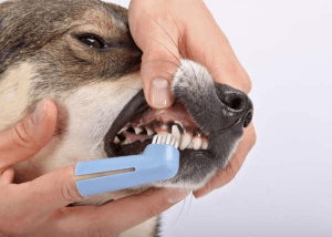 Hướng dẫn vệ sinh răng miệng cho chó mèo hiệu quả