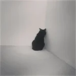 nhận nuôi 1 chú mèo nhút nhát