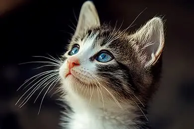 mèo với đôi mắt mở to