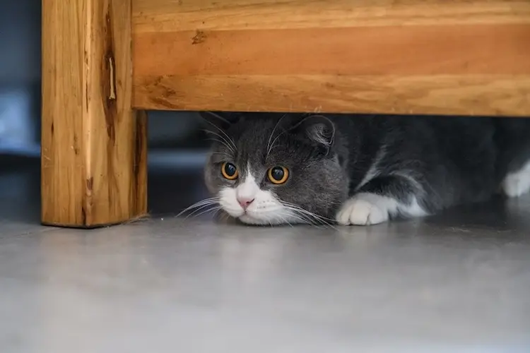 mèo trốn dưới ghế
