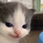ai mới là chủ, mèo là chủ