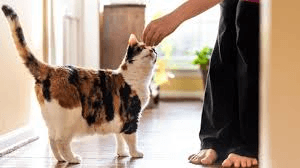 mèo vẫy đuôi