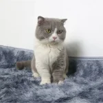 chăm sóc mèo munchkin có khó không
