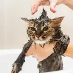 làm sao để mèo ngoan khi tắm