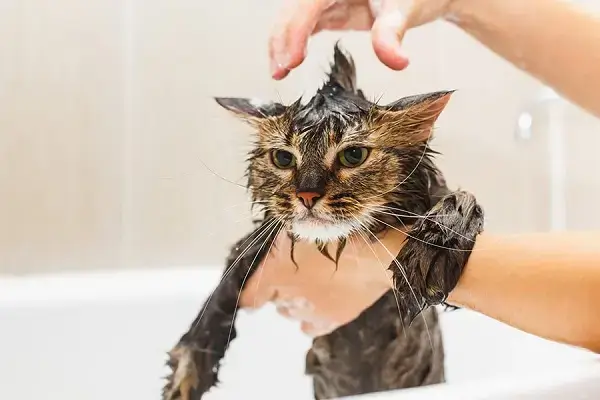 làm sao để mèo ngoan khi tắm