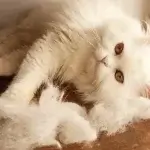 mèo bị rụng lông nhiều trong nhà khi nuôi mèo
