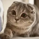 mèo munchkin với đôi chân ngắn