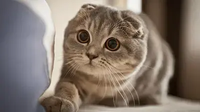 mèo munchkin với đôi chân ngắn